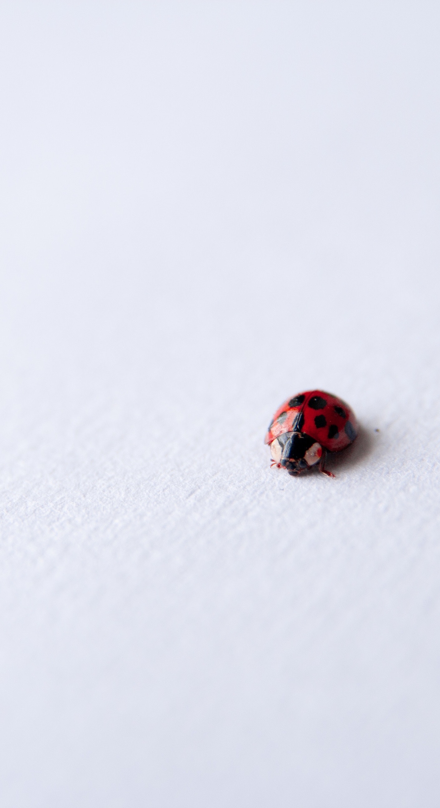 Lady Bug Standing Out