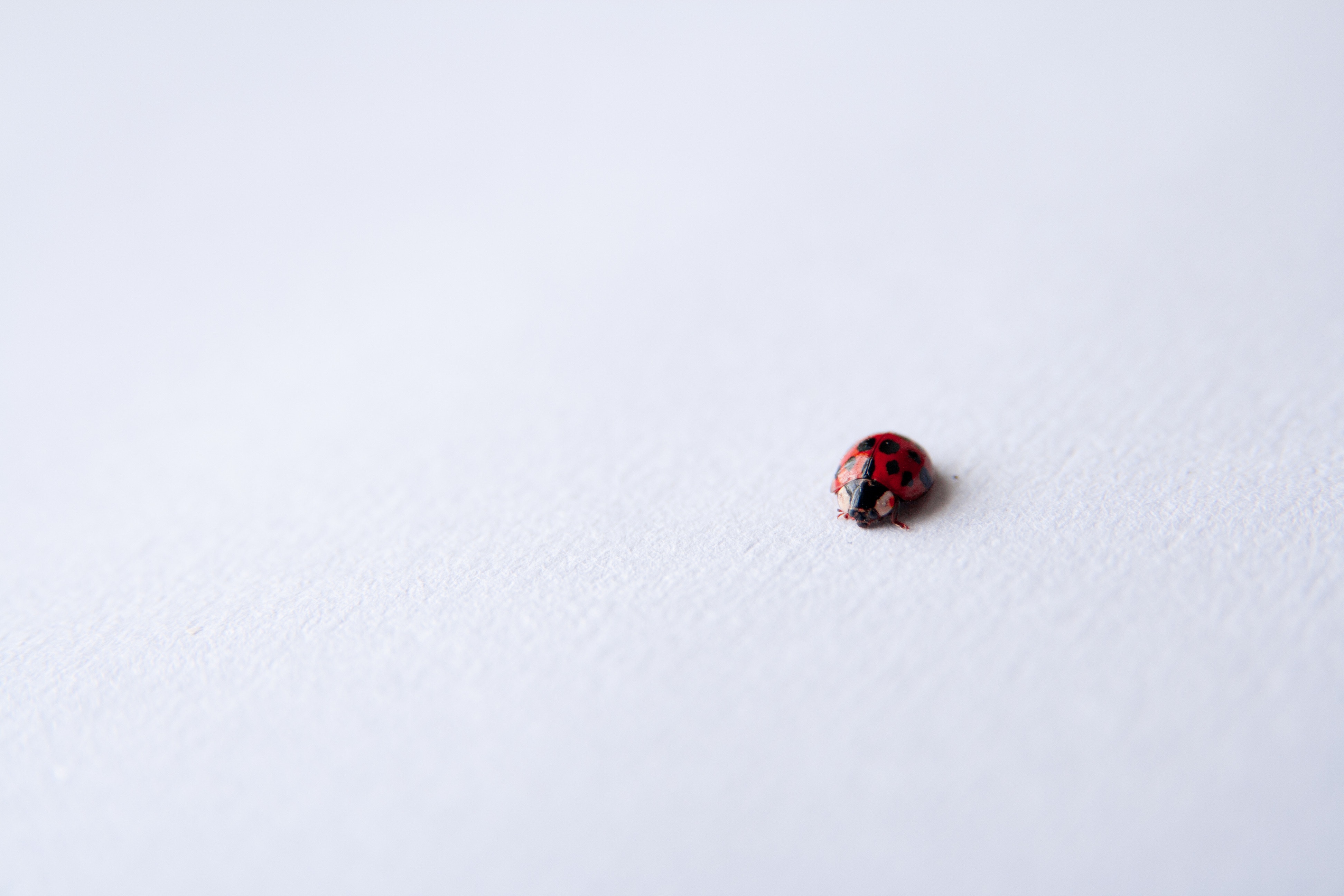 Lady Bug Standing Out